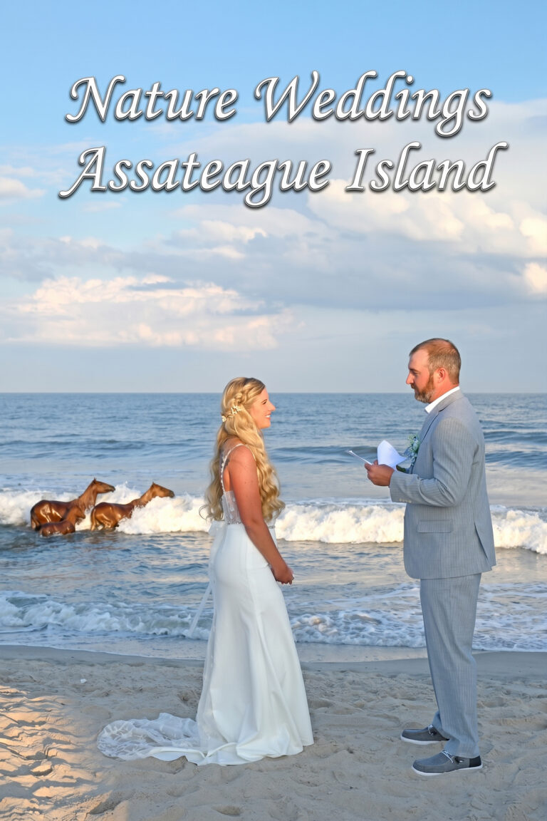 Nature Weddings Assateague Island